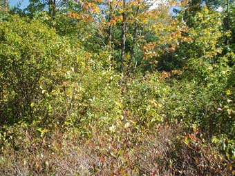 community photo